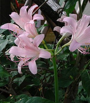 resurrection lily